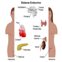Sistema Endocrino